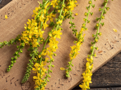 Agermåne Bachs blomsterterapi