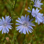 Bachs blomsterremedier og visualiseringer