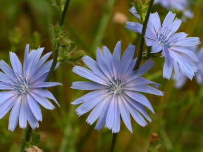 cikorie Bachs blomsterremedier