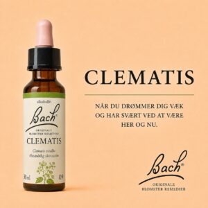 Clematis / Klematis – Originalt Bach-blomsterremedie