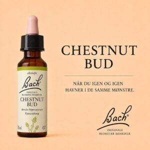 Chestnut Bud / Kastanieknop – Originalt Bach-blomsterremedie