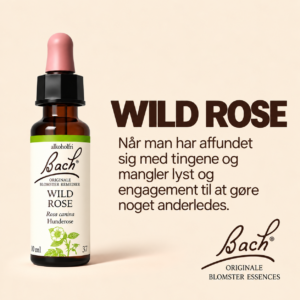 Wild Rose / Hunderose – Originalt Bach Blomster