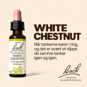 White Chestnut / Hestekastanje – Originalt Bach Blomsterremedie