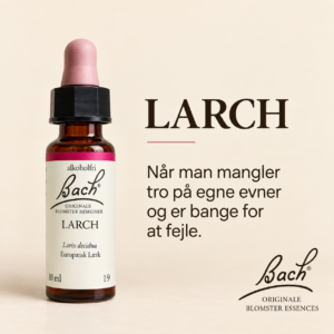 Larch / Lærk – Originalt Bach Blomsterremedie