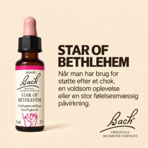 Star of Bethlehem / Kost-fuglemælk – Originalt Bach Blomsterremedie