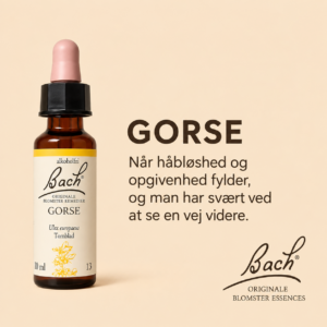 Gorse / Tornblad – Originalt Bach Blomsterremedie