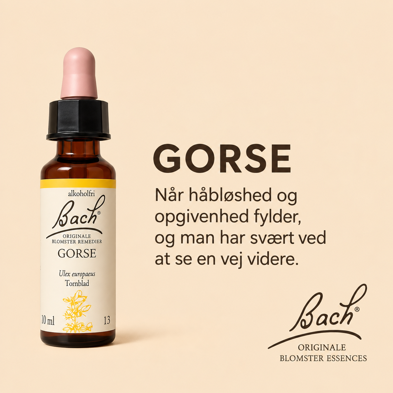 Gorse / Tornblad – Originalt Bach Blomsterremedie
